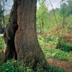 Amela H. (2000)  - Ponekad se osjećam tako praznom... kao i ova rupa u stablu. Ovdje je počela moja prva ljubav...