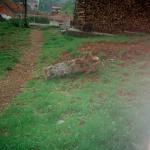 Svetlana J.  (2000)  - Ova jabuka je živjela, sada je ostao samo trup.