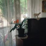 Vojka J.  (2000)  - Nadam se da će jednog dana sve procvjetat, kao i moj cvijet.