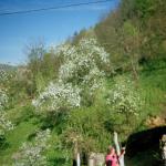 Almasa A. (2005)  - Moja bašta puna behara. Nedostaje mi moja porodica.