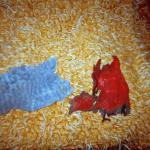 Amela H. (2000)  - Ostaci moje odjeće. To je sve šta je ostalo od nje. Našla sam ih u mojoj srušenoj kući. 
