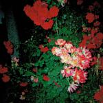 Amela H. (2000)  - Kad sam razočarana, kad mi sve postaje preteško, onda nađem snagu u njegovanju i gledanju mog cvjeća.