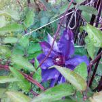 Svetlana J.  (2015)  -  Cvet iz moje baste. Photo by Svetlana
         