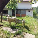 Dubravka M. (2015)  -  Neko se potrudio da ozivi ovo dvoriste moje komsije vise ne zive tu. Photo by Dubravka.      