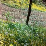 Dubravka M. (2015)  -  Proljece u vrtu! Photo by Dubravka       