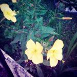 Selma M. (2015)  - Prvi pogled običan cvijet koji se otvara pred aksam (zalazak sunca) pa se i zove akšamcici i traje samo jedan dan, ali u meni budi lijepe uspomene iz djetinjstva i ljetne ramazane, kad smo u avliji (dvoristu) cekali da se otvore aksamcici i upale kandilji na Zvornickim džamijama. I sad imam avliju i cvjetove, džamije su Tuzlanske samo su uspomene Zvornicke. 