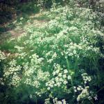 You (2015)  -  Priroda u našem kraju je u punom cvjetanju i nekako sve miriše. Photo by Mirjana
       