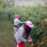 Vojka J.  (2015)  -  Moj zasad kupine iako nije lak posao sa zadovoljstvom ih berem jer znám da ce mi one pomoci da prevazidjem ová teska vremena
Photo by Vojka              