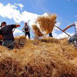 Dubravka M. (2015)  -  Zivot na selu tezak I mukotrpan.sve se zaboravlja kada je prinos dobar..grupni rad cini radost I zadovoljstvo..photo by Dubravka.            